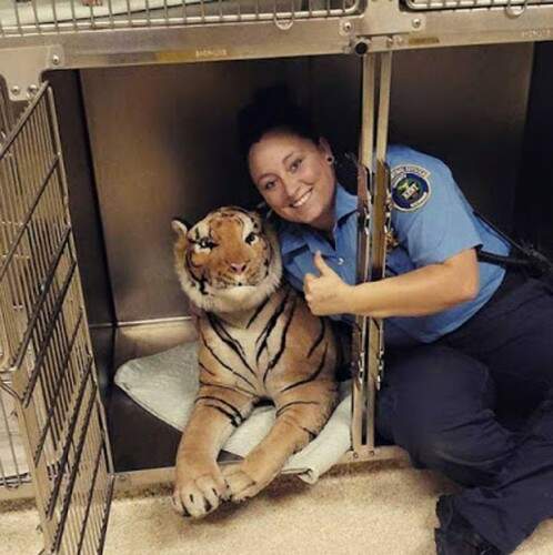 Ao ver o tigre mais de perto, a agente Rachel apenas começou a rir. Foto: Reprodução