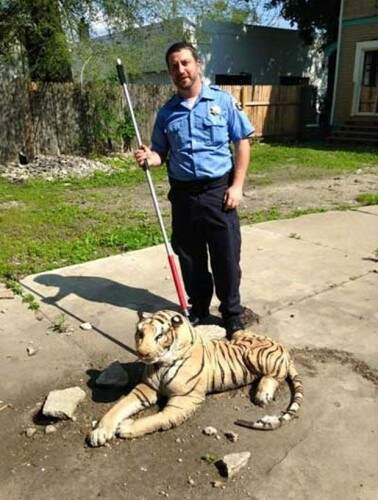 Animal foi confiscado pelos agentes. Foto: Reprodução