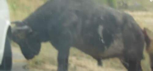 Búfalo avançou com os chifres contra pneu de veículo de turistas. (Crédito: Reprodução)