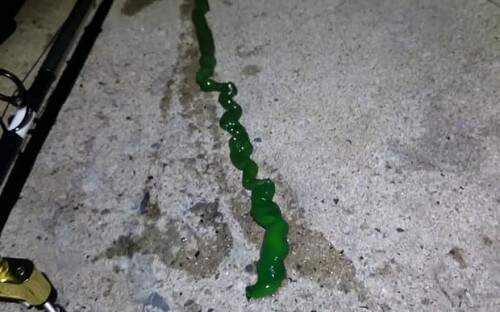 Criatura  foi flagrada rastejando perto de porto em Taiwan. (Foto: Reprodução)