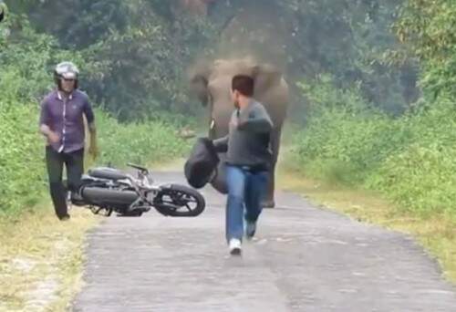 Motociclista e passageiro abandonaram moto após se depararem com elefante irritado.