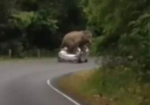 Elefante esmagou quatro carros.  (Crédito: Reprodução)