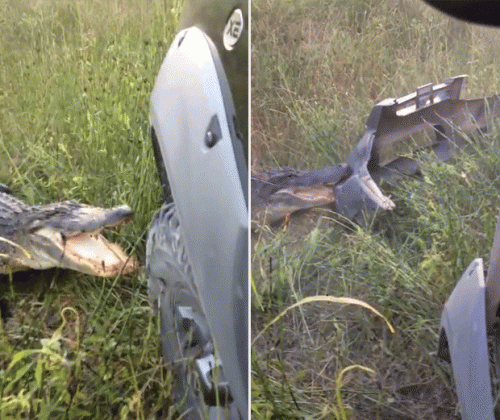 Vídeo incrível mostra jacaré destruindo para-choque de veículo. (Crédito: Reprodução)