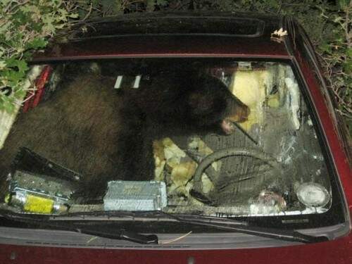 Urso ficou trancado dentro de um carro nos EUA.