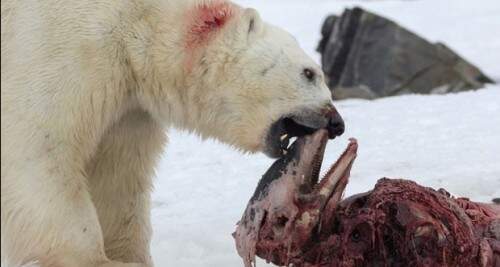 Esses cetáceos normalmente não fazem parte da alimentação dos ursos. (Foto: Divulgação/Polar Research)