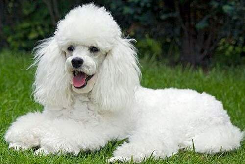 Poodle ganhou segunda posição no ranking de inteligência dos cães. (Foto: Reprodução)