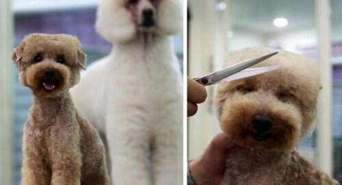 "Corte quadradão" é oferecido por loja de animais de Taipei. (Foto: Pichi Chuang/Reuters)
