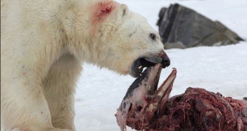 Esses cetáceos normalmente não fazem parte da alimentação dos ursos. (Foto: Divulgação/Polar Research)