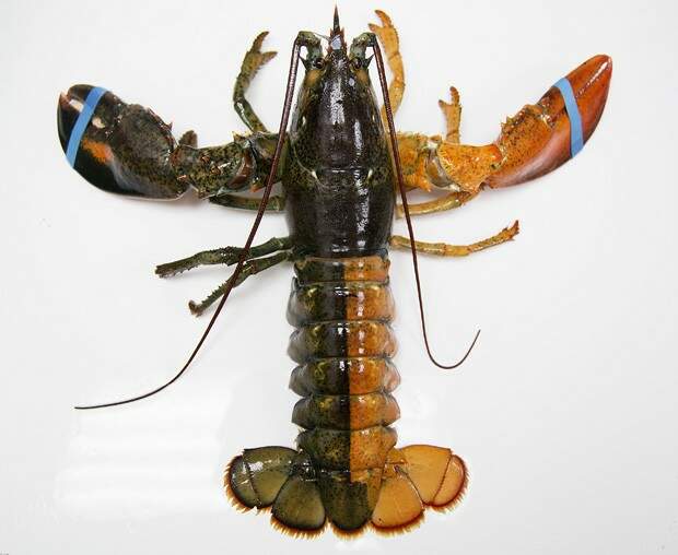 Lagosta metade laranja e metade marrom que chegou à Cooperativa de Pescadores Pine Point na cidade de Scarborough, no estado do Maine. Crédito: Reprodução