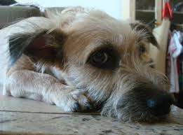O vira lata merece afagos e cuidado, que serão proporcionados pelo festerê dos proprietários dos pets de pedegree. Salve os vira-latas! (Foto: divulgação)