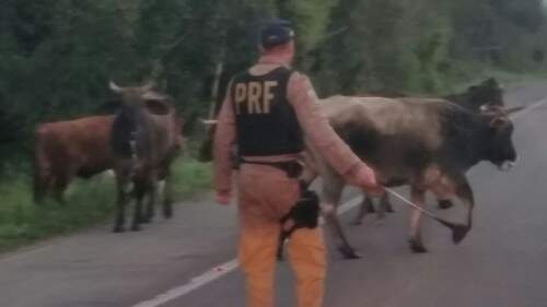 Agentes da Polícia Rodoviária Federal tiveram de retirar os animais da rodovia. (Foto: Divulgação/PRF)