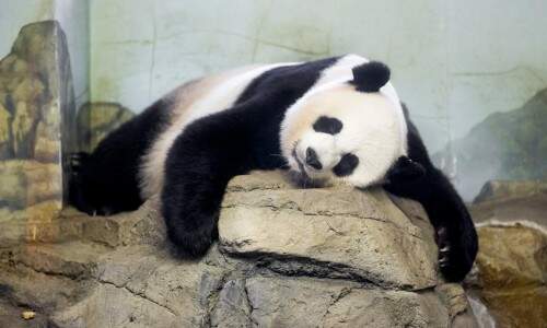 Funcionários do zoológico dizem que Mei "é uma mãe excelente". Foto: Reprodução