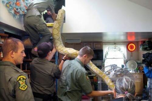Animais foram entregues as autoridades policiais da cidade de  North Clarendon, no Estado de Vermont. (Foto: Reprodução)