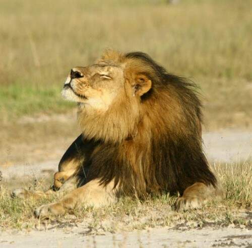 Macho dominante do parque que se destacava por sua juba preta pouco comum, Cecil era alvo de uma pesquisa científica sobre a longevidade dos leões da universidade britânica de Oxford, que o equipou com um colar de localização. (Foto: Corey Perrine/AP)