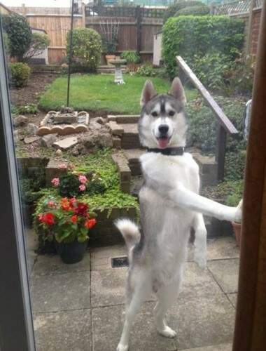 Cachorro para ser um husky siberiano de olhos pretos. (Foto: Reprodução)