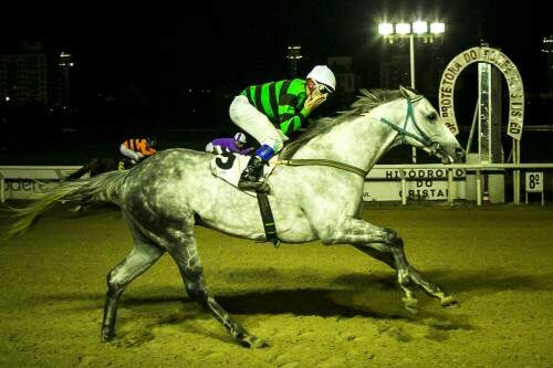 Cousin Dubai, com a condução de D. Paz, ganhou o 8º páreo - Prêmio 38 Expointer de 1.200m. (Foto): Emmanuel Denaui/Agência Preview)