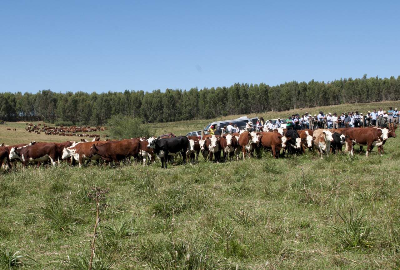 Fórum Permannente do Agronegócio/Bagé/Terneiros