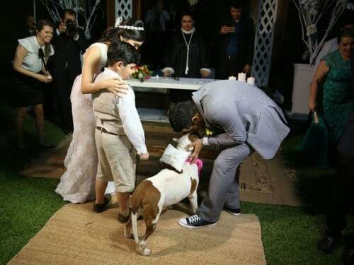 casal e pit bull no altar