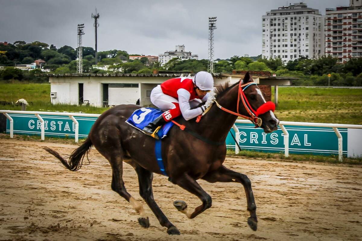 Nargis, com a condução de M.Boeira, vence o páreo de 1.200m para potros de três anos com tempo 1min14s. (Foto: Emmanuel Denaui/Agência Preview)