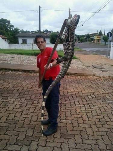 Réptil estava no depósito de um mercado. (Foto: Reprodução)