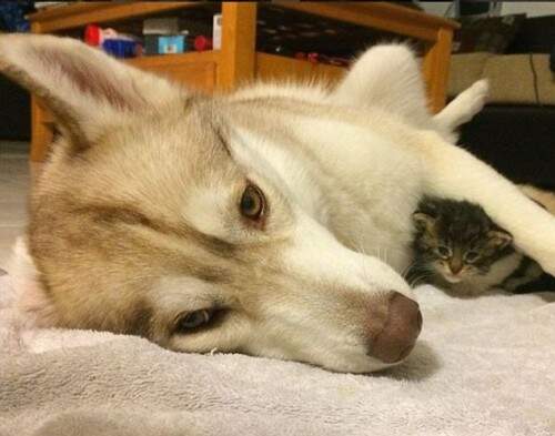 Relação entre os cachorros e a felina começou com Lilo, a cadela que é líder do bando, protegendo a gatinha que foi resgatada da rua muito doente. (Crédito: Reprodução)