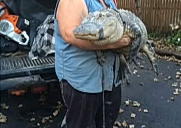 Jacaré de 2 metros que era mantido como animal de estimação havia 26 anos. (Foto: Reprodução)