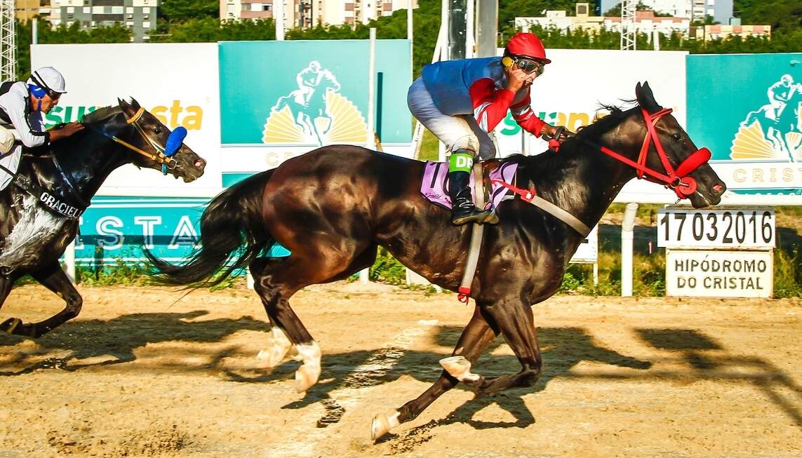 Lord Victor (foto), com a condução de D. Paz, ganhou o páreo de 1.200m para potros de 2 anos com o tempo de 1m14s4/10. (Foto: Emmanuel Denaui/Agência Preview) 