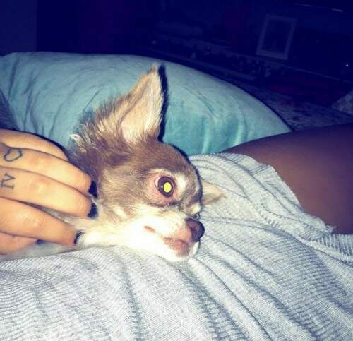 Cão de Rafaella. (Foto: Reprodução)