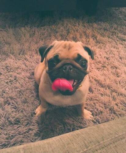 Ela posta fotos dos cães nas redes sociais. (Foto: Reprodução)