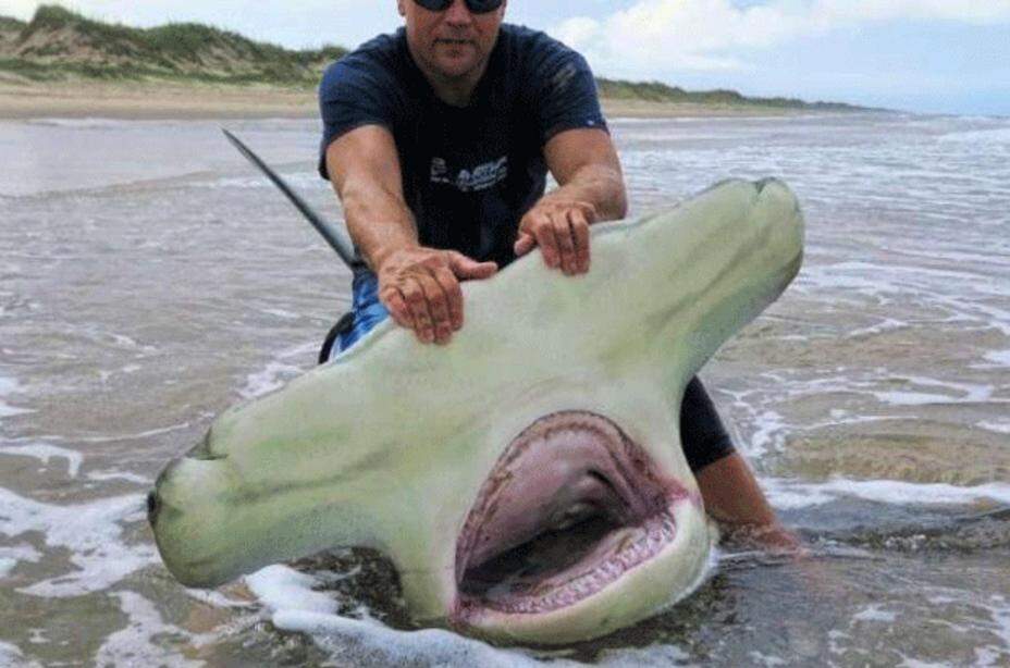 Resultado de imagem para TUBARÃO  NA BARRA DA TIJUCA