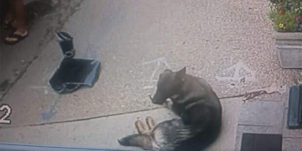 Animal poderia ter morrido sob um calor acima de 30 graus. (Crédito: Reprodução)