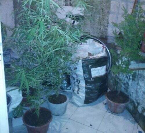 Parte das plantas estava em vasos. (Foto: BM/Divulgação)