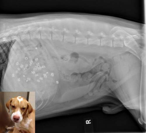 Cão devorou partes de um par de botas de couro. (Foto: Reprodução)