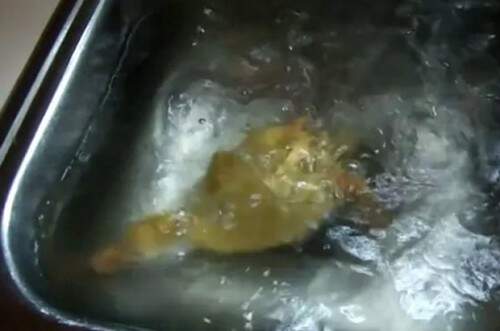 Filhote não contém a felicidade quando é colocado na pia e mergulha seguidas vezes. (Foto: Reprodução)