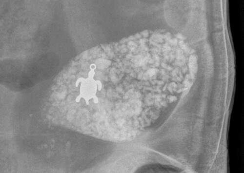 Tartaruga passou por cirurgia após engolir pingente de tartaruga. (Foto: Reprodução)