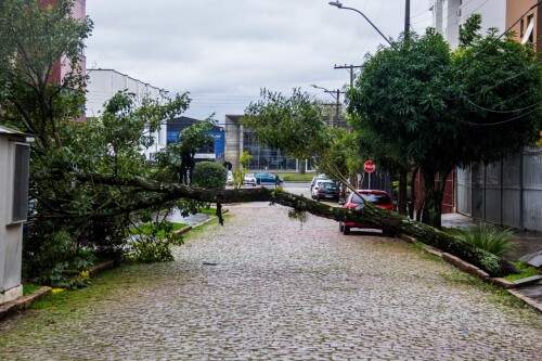 Tronco está nas intermediações da Avenida Sertório. (Foto: Jackson Ciceri/o Sul)