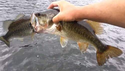 Americano tirou achigã da água no momento em que o animal tentava engolir outro peixe. (Foto: Reprodução)