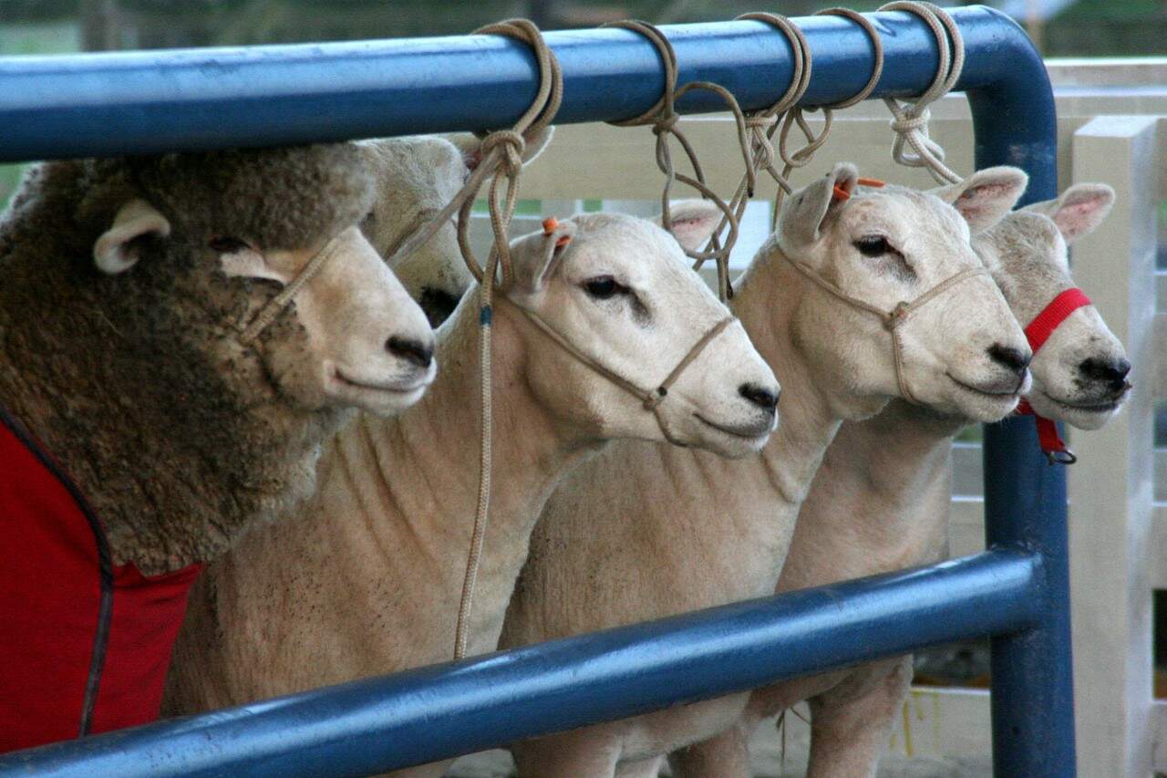 3º Seminário sobre Ovinos - Livramento/RS