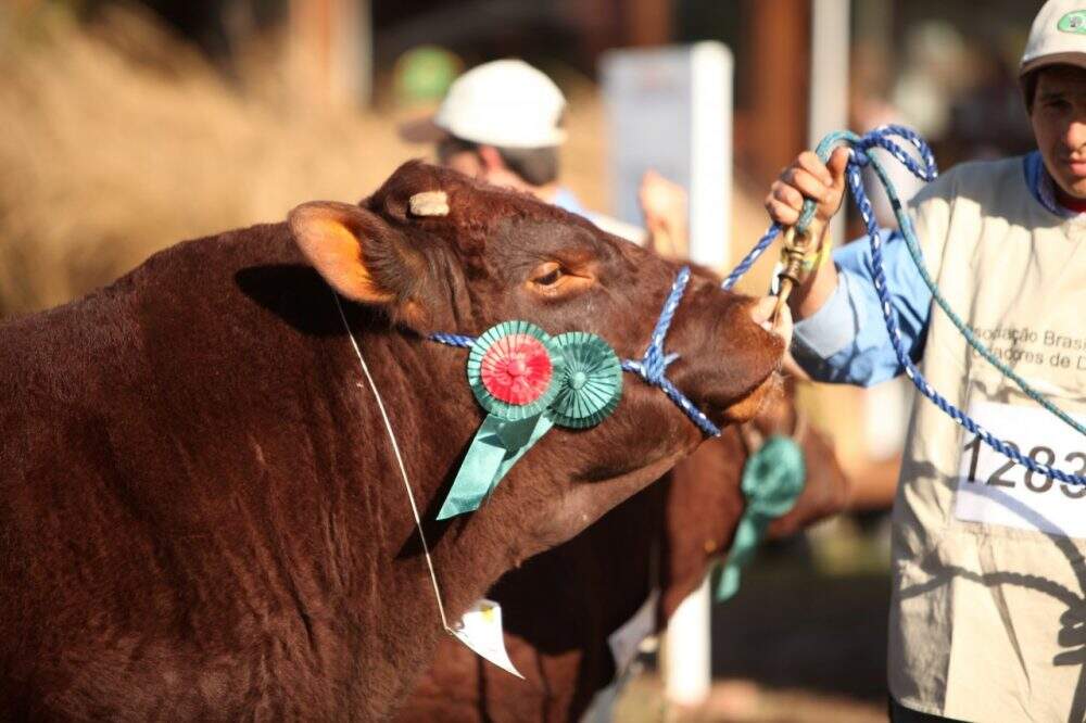 Devon - Expointer 2015