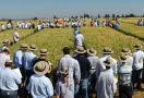 Dia de Campo Apucarana - Biotrigo Genetica