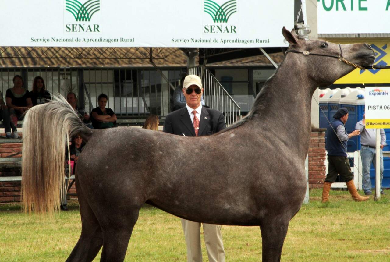 Julgamento Morfológico na Expointer 2014