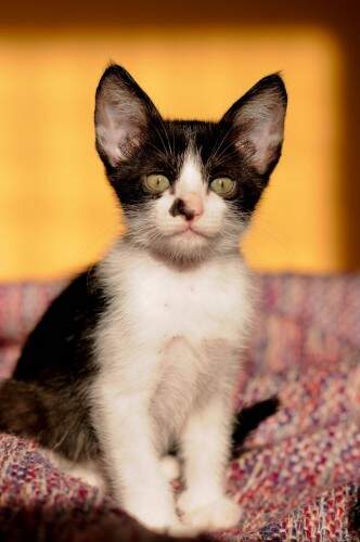 Exposição "Realeza Felina", de Taís Abel. (foto: Taís Abel/divulgação)