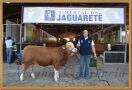 Na foto o gerente da cabanha da fazenda Rafael Borguesi com o bezerro Pecado da Jaguaretê, grande campeão entre os bezerros.