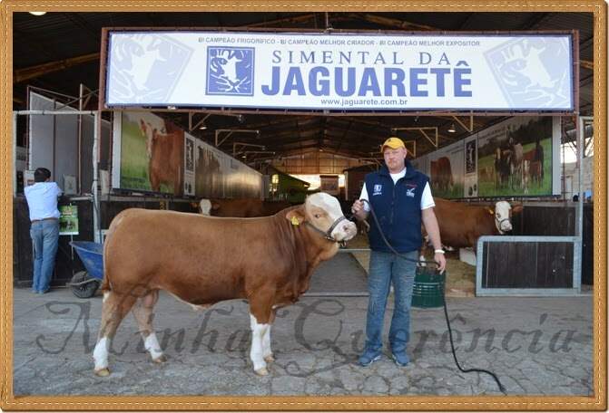 Na foto o gerente da cabanha da fazenda Rafael Borguesi com o bezerro Pecado da Jaguaretê, grande campeão entre os bezerros.