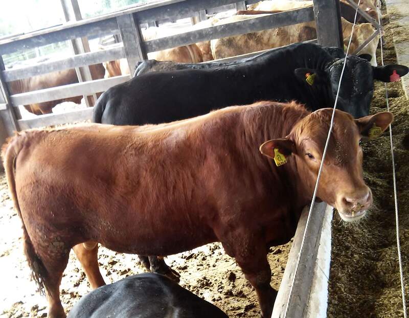 Concurso de Carcaças Cooper Aliança apresenta vencedores