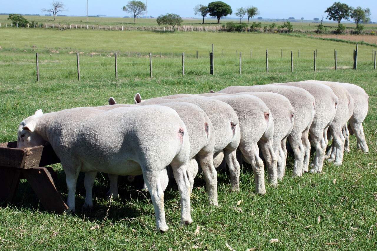 Texel na Expointer