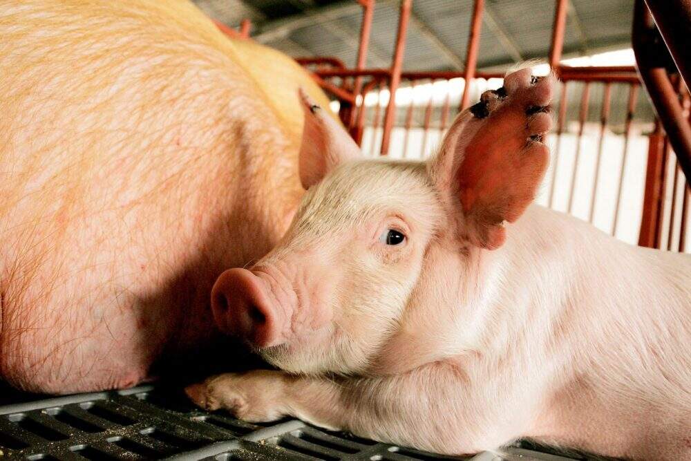 Carne suína, risco de aftosa