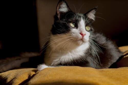 Exposição "Realeza Felina", de Taís Abel. (foto: Taís Abel/divulgação)