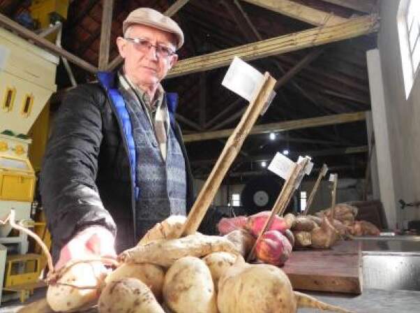 Pesquisa da Fetagro com batata-doce para produção de àlcool