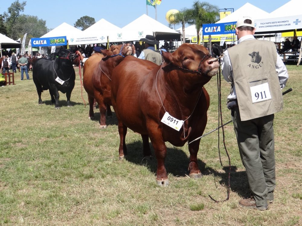 Julgamento da raça Angus Expointer